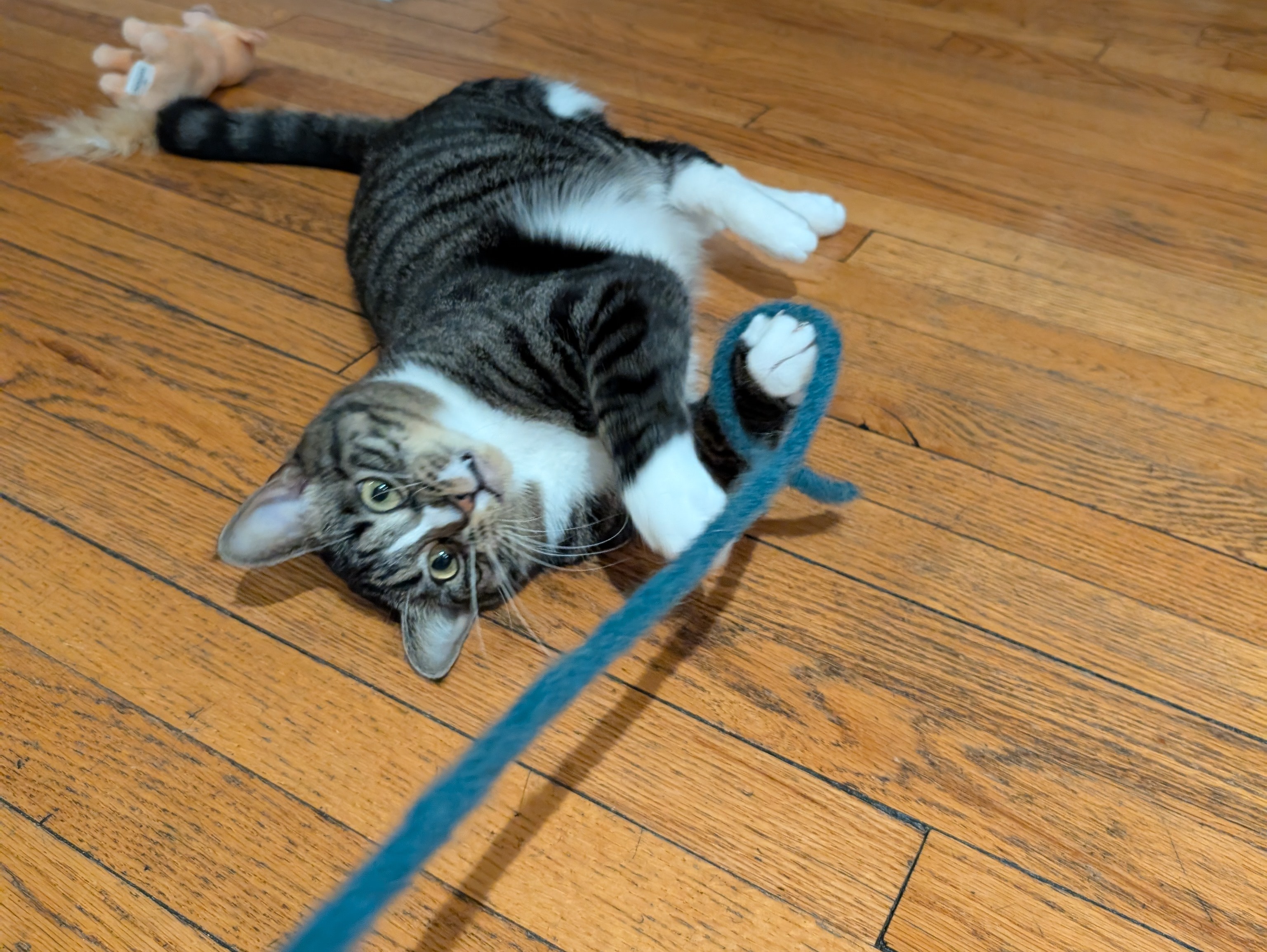 Lucy, a brown tabby cat looking into the camera, laying on the floor holding a blue string in her paws.