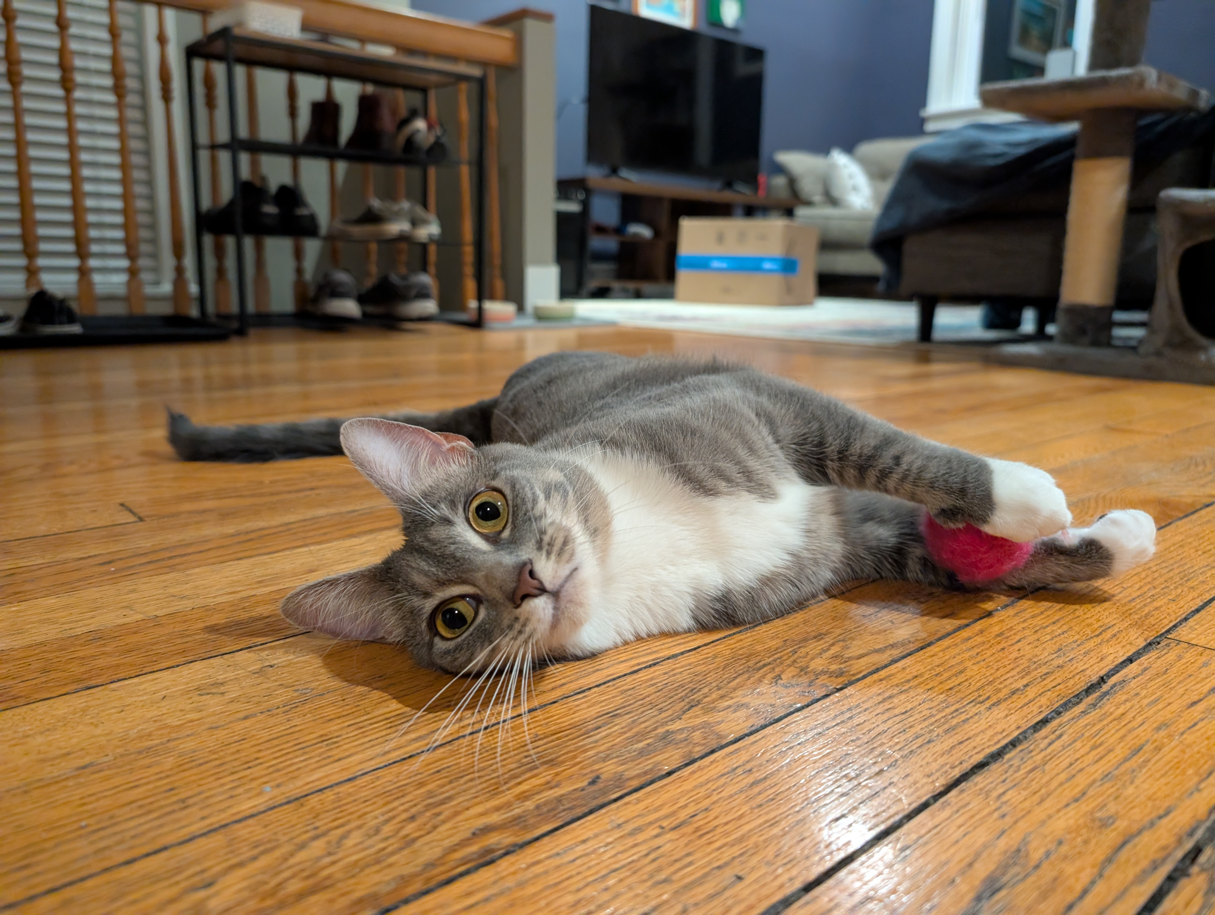 Penny, a gray and white tabby cat looking into the camera, laying on the floor with a pink ball between her paws.